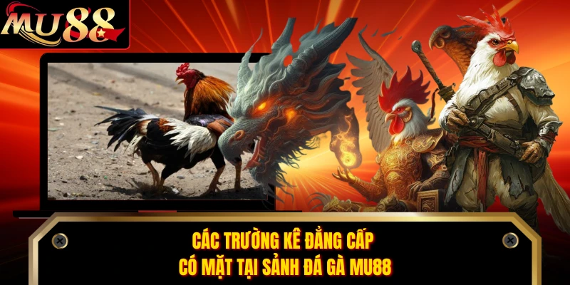 Các trường kê đẳng cấp có mặt tại sảnh đá gà MU88