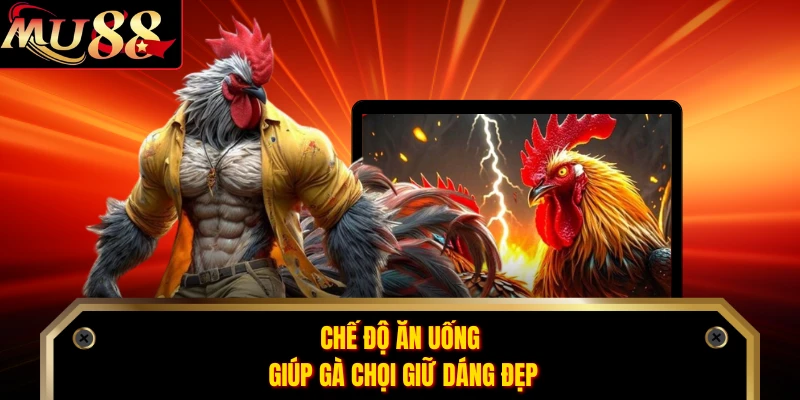 Chế độ ăn uống giúp gà chọi giữ dáng đẹp