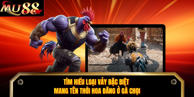 Tìm hiểu loại vảy đặc biệt mang tên thới hoa đăng ở gà chọi